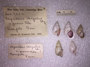 Media type: image; Malacology 9222 Description: 9222_Drymaeus_strigatus_purus image;